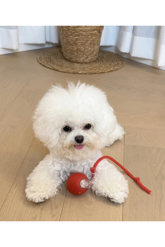 Juguete interactivo para gatos y perros