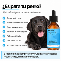 ¿Es para tu perro? Síntomas de una barrera de la piel dañada